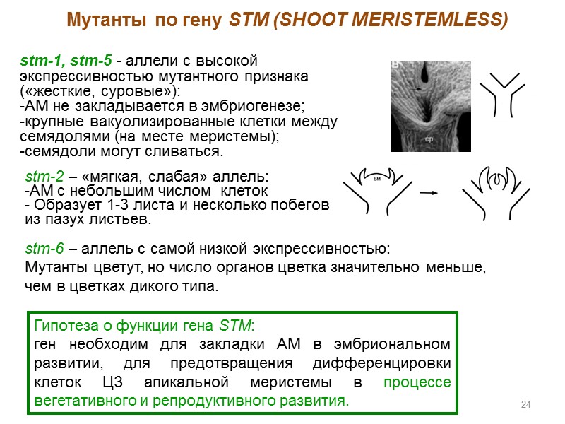 stm-1, stm-5 - аллели с высокой экспрессивностью мутантного признака («жесткие, суровые»):  -АМ не